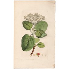 Antique 1796 Sowerby English