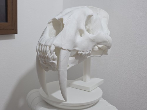 Saber toothed tiger skull - tiger,