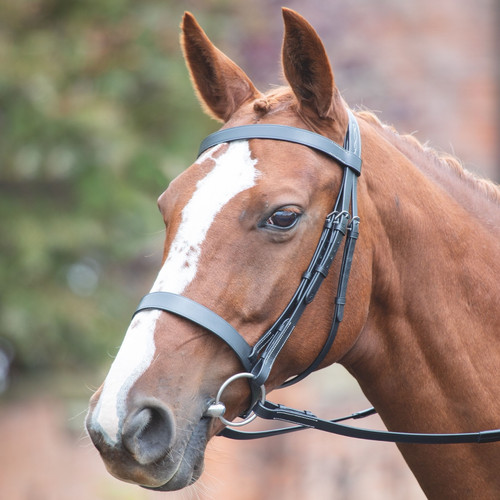 Shires horse avignon hunter - horse,