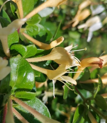 Climbers honeysuckle - climbers,