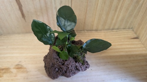 Easy care anubias - 🔥, plant