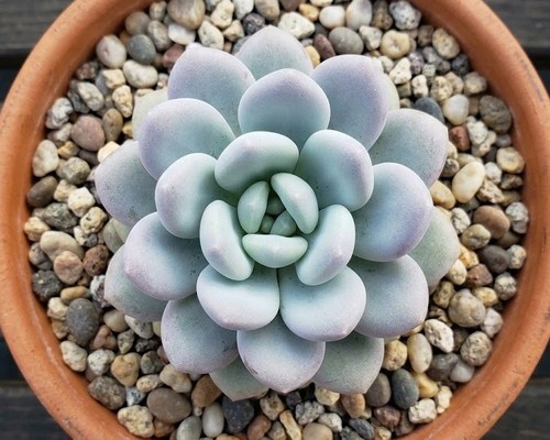 Pachyphytum oviferum succulent - pachyphytum,