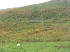 Photo A1 Sheep shelter at