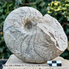 Rare fossil nautilus -