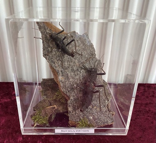 Black beauty stick insect - stick,
