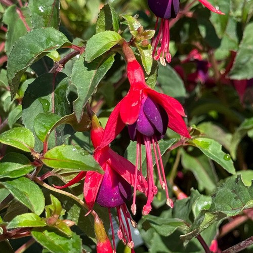 Fuchsia mrs popple - popple, 3