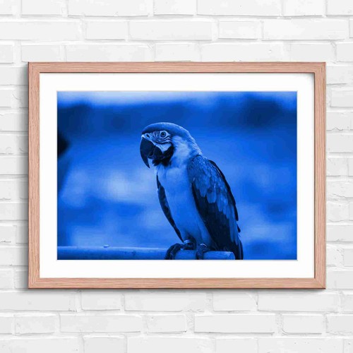 Blue and gold macaw - and,