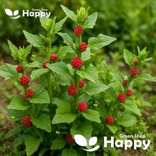 HERB SEEDS STRAWBERRY SPINACH 100 SEEDS - Chenopodium foliosum STRAWBERRY STICKS