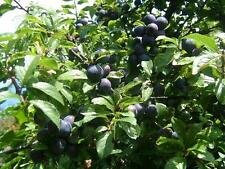 BLACKTHORN SHRUB IDEAL TO MAKE SLOE GIN (Prunus Spinosa) FRESH SEEDS 