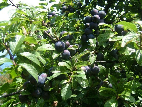 Blackthorn shrub ideal make - ideal, to