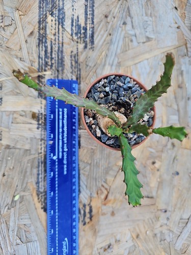 Euphorbia opuntioides - euphorbia,