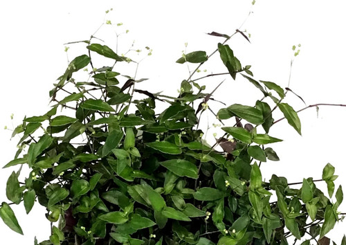 Tradescantia bridal veil - tradescantia,