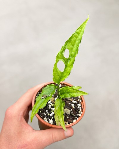Monstera obliqua peru - monstera,