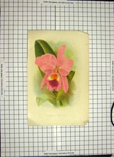 Original Old Antique Print