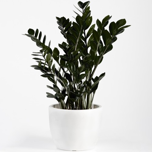 Premium zamioculcas raven - raven, |