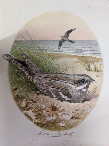 Original watercolour painting - original,