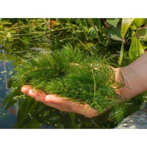 Large bunch hornwort live - large,