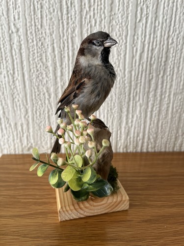 Taxidermy passer domesticus