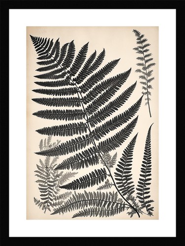 Sophisticated fern fronds - sophisticated,