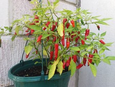 Apache chilli pepper seeds x 10