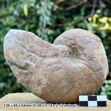 Rare fossil nautilus