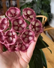 Hoya Archboldiana Rooted