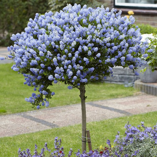 Pair ceanothus standard - of,