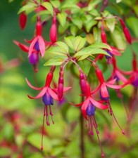 Fuchsia 'Genii' (Hardy) (1 x