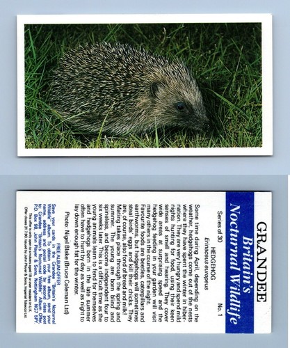 Hedgehog grandee britain s - #1,