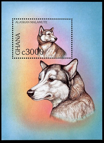 Alaskan malamute husky - malamute,