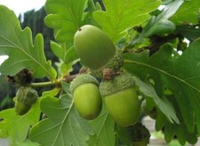 Common or English Oak (Quercus