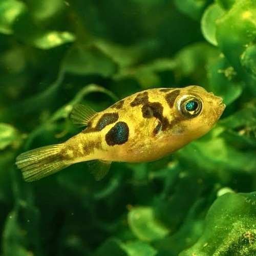 Pea puffer pack - pea,