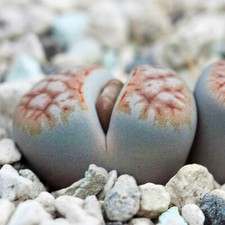 Lithops Karasmontana