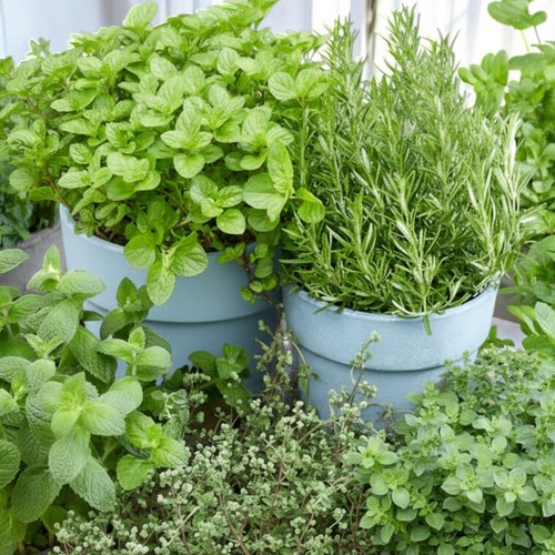 Herb plants 18cm pots - plants,