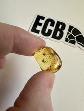Baltic Amber with Mosquito Inclusion 100% Real, No Fakes
