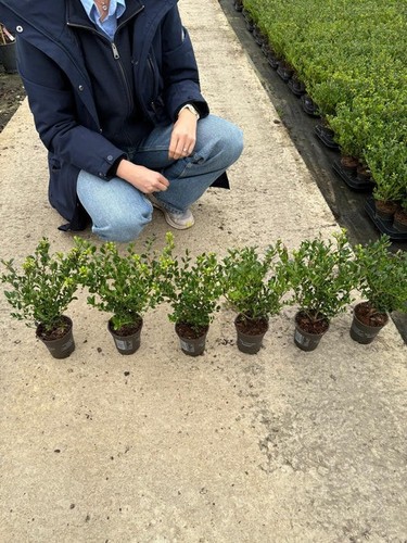Ilex crenata luxus - luxus, hedge
