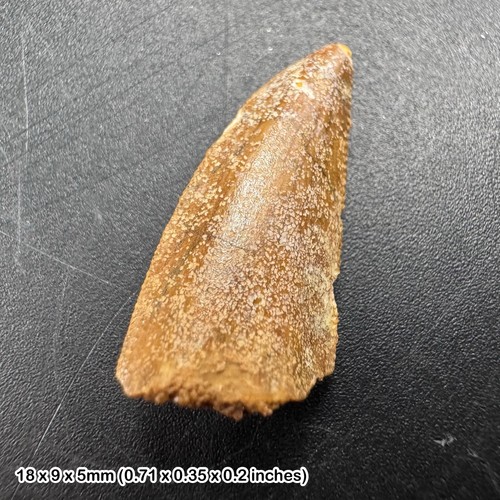 Genuine raptor dinosaur tooth