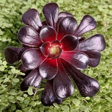 Aeonium Schwarzkopf 'Black