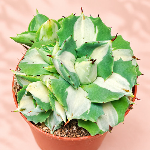 Agave ouhi raijin - agave, ‘ouhi-raijin’