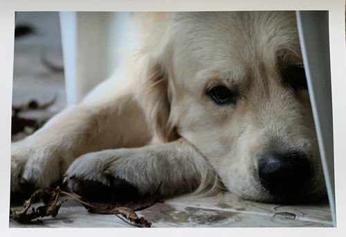 Golden retriever dog - golden,