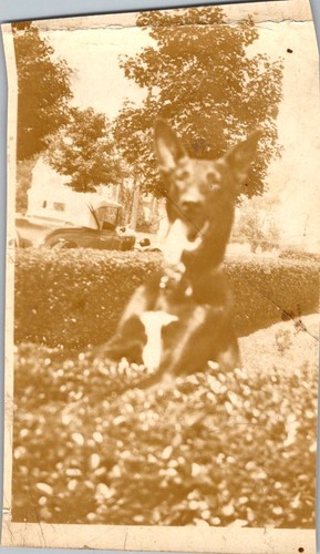 Wolf the dog sepia photograph - wolf,
