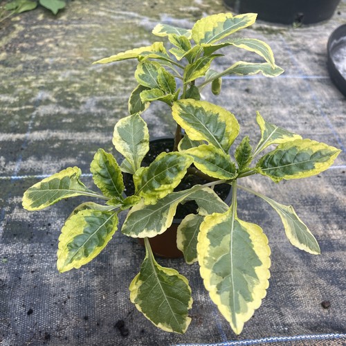 Impatiens niamniamensis var - impatiens,