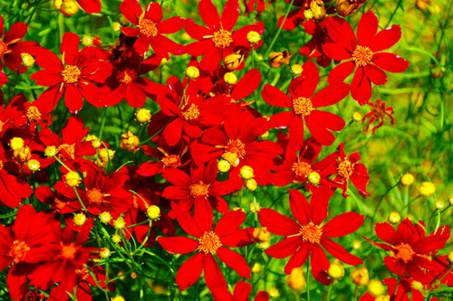 Coreopsis red dwarf - coreopsis,