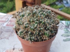 Trichodiadema Cactus Succulents Plants