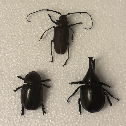 Entomology beetle bundle - entomology,