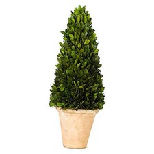 Real Preserved Boxwood Evergreen Potted Tree Globe Tree 17 inches Cone Topiary