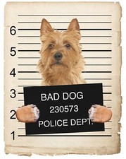 Australian Terrier Mugshot Bad