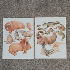 Vintage 1984 Marine Sea Life Walrus Seal Arctic Monk Ringed Book Art Print x 2