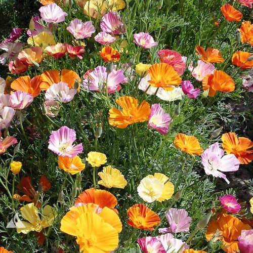 Ballerina mix california poppy - mix,