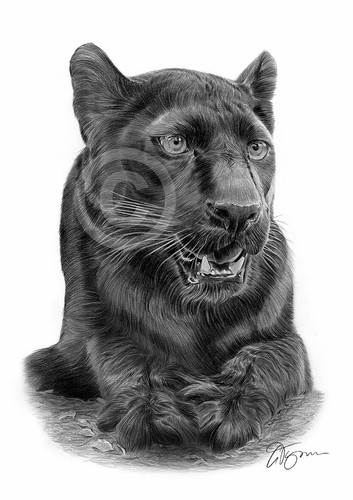 Big cat black panther pencil - cat,